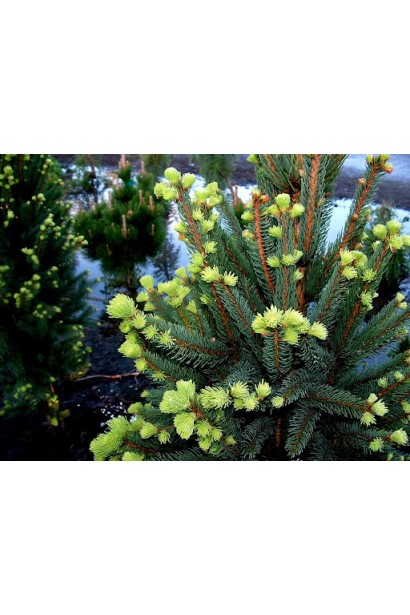 Яскраво-зелена хвоя з салатовими приростами ялини Купресіна 